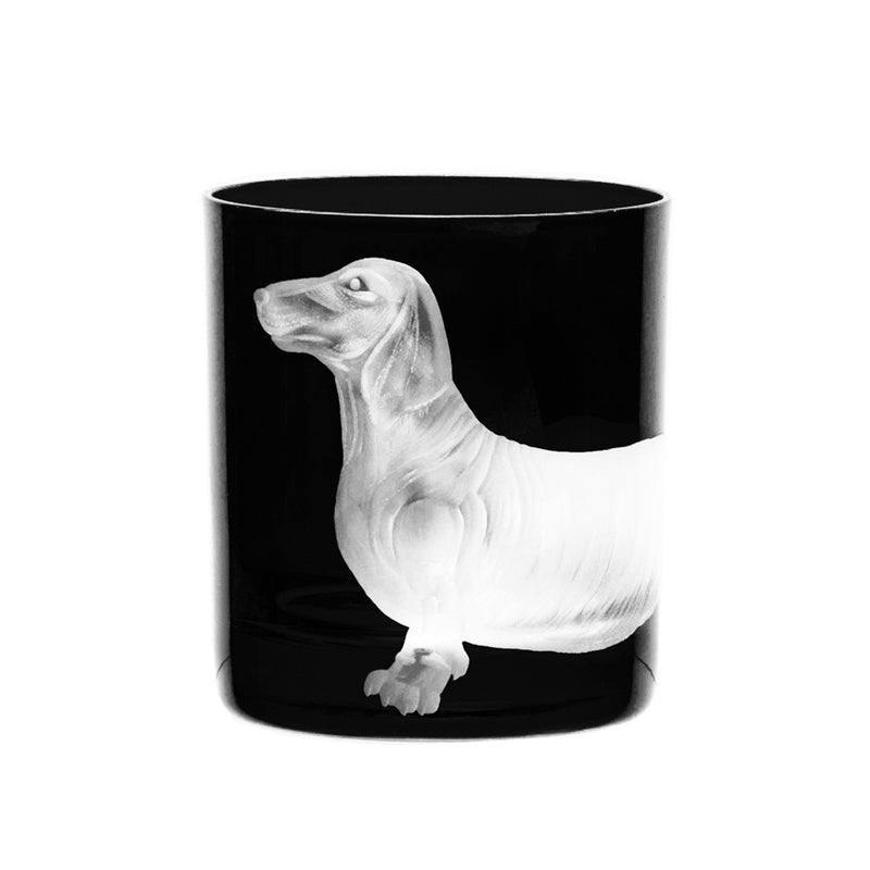 Dog Dachshund