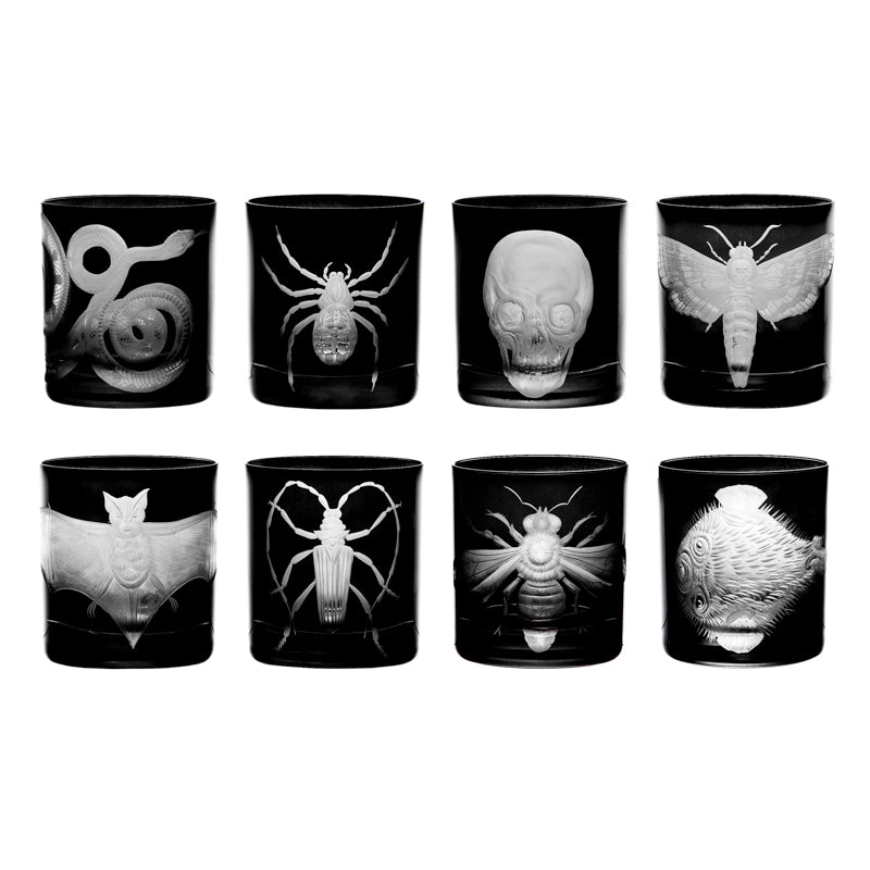 Cabinet of Curiosities Collection Set