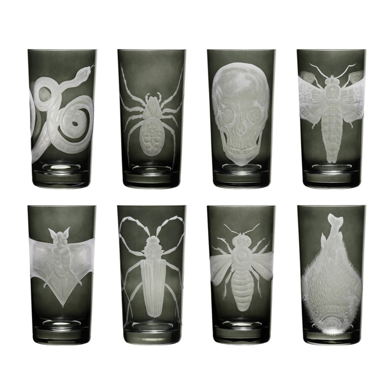Cabinet of Curiosities Spider
