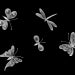 FLY FUSION COLLECTION