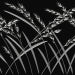 REEDS