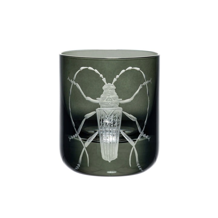 Cabinet of Curiosities Butterfly