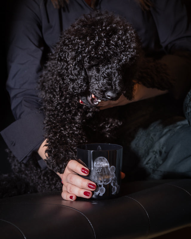 Dog Poodle