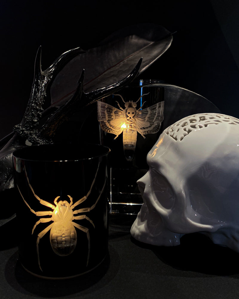 Cabinet of Curiosities Spider