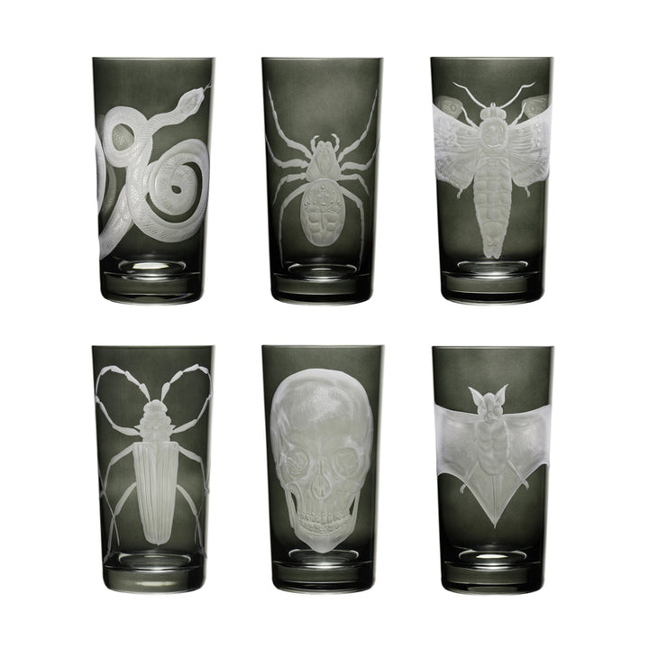 Cabinet of Curiosities Spider